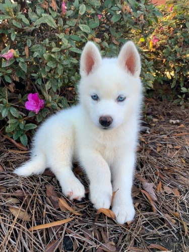 Prodám štěňata Pomskies (kříženec sibiřský husky a pomeranian)