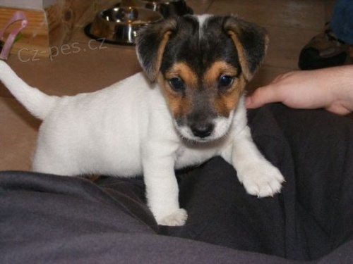 Prodm tata jack russella.