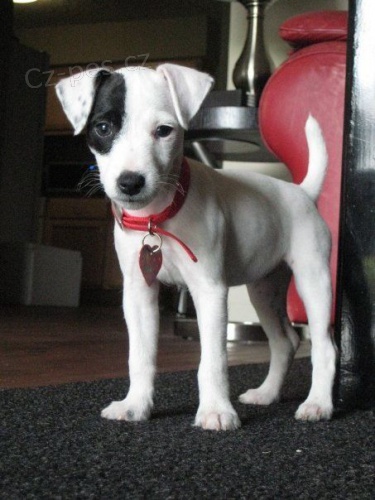 Prodm tata jack russell terira.