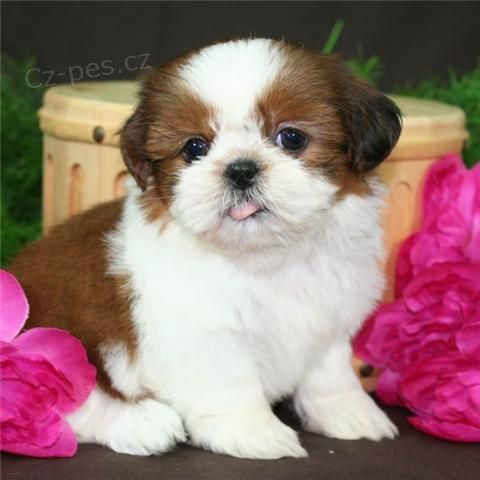 Štěňátka SHIH TZU k ADOPCI