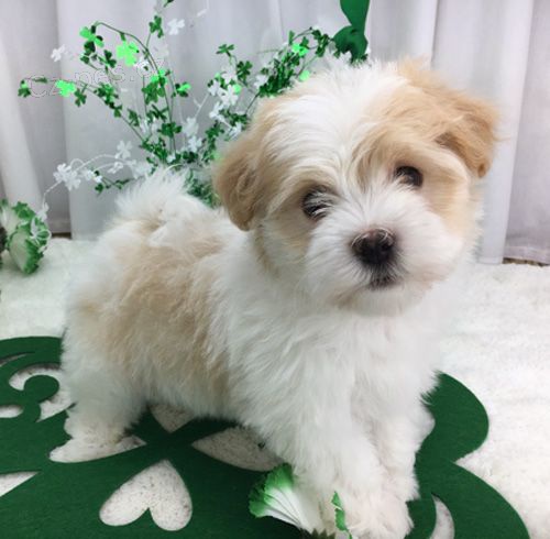 štěňata havanese na prodej.