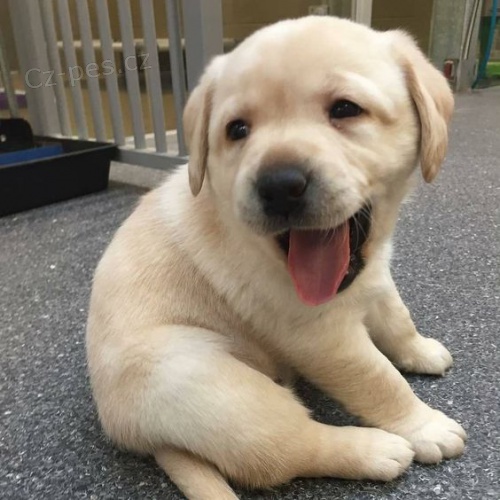 Zdravá a krásná štěňata labradorského retrívra a pejska na prodej.