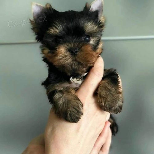 Prodm tata mini Yorkie.