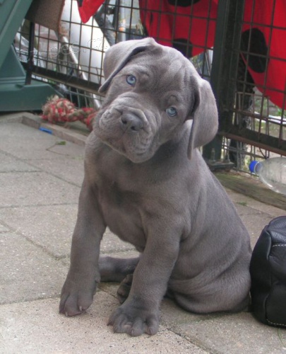 Prodm tata italskho Cane Corso