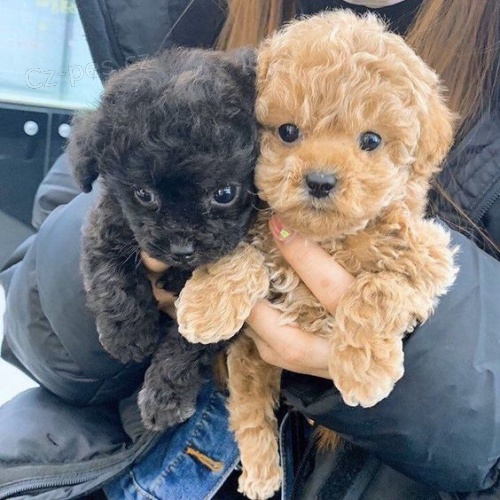 mini štěňata pudla k adopci.