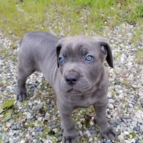 Prodm tata Cane Corso