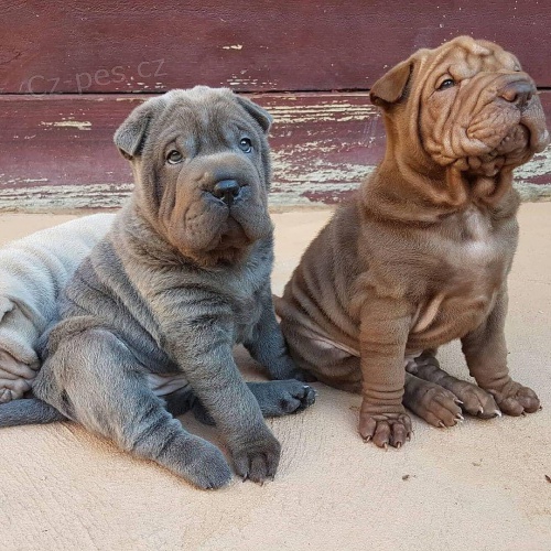 Prodám zdravá štěňata očkovaná shar-pei.