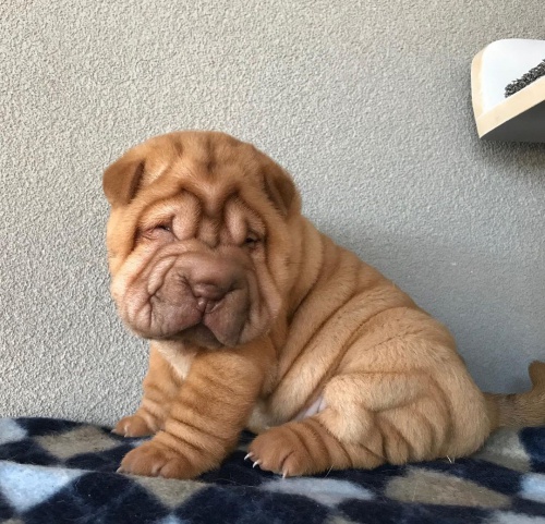 Shar-pei okovan tata na prodej.