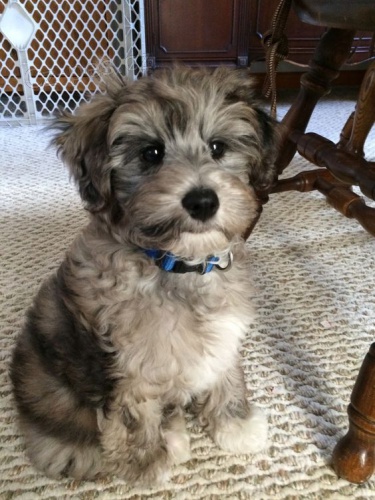 zdravá štěňata Mini Schnoodle na prodej