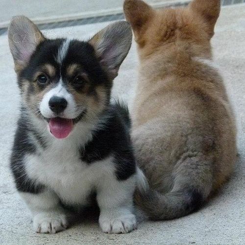 Prodm tata Pembroke Welsh Corgi.