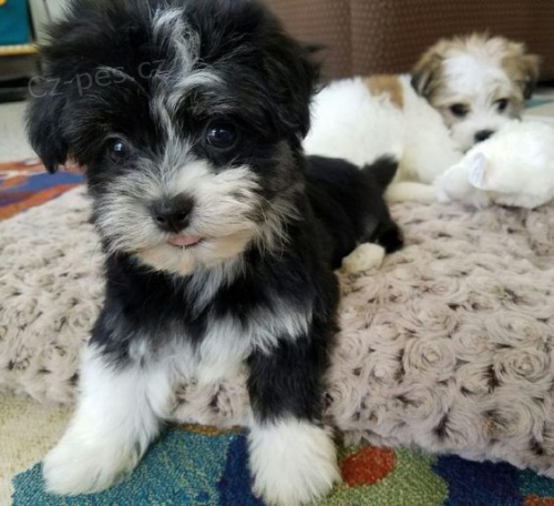 Havanese štěňata na prodej.