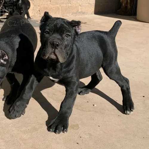 Prodm zdrav okovan tata italskho Cane Corso