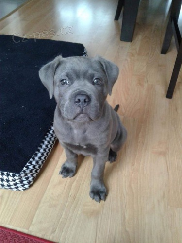 Prodm okovan tata italskho Cane Corso