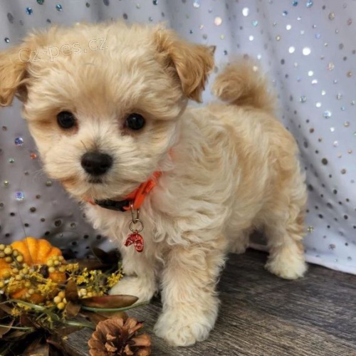 Prodm tata Maltipoo.