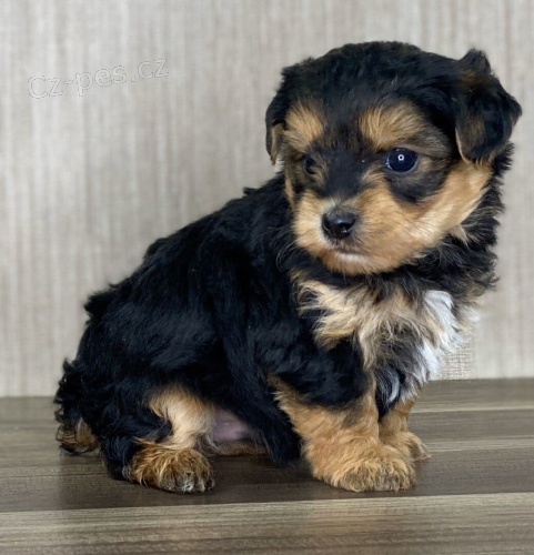 MINI YORKIPOO ŠTĚNĚ