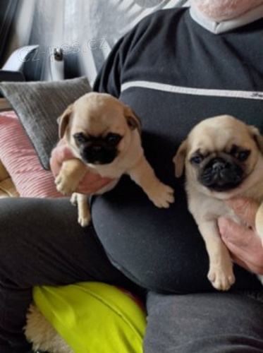 Mops štěňata bez PP