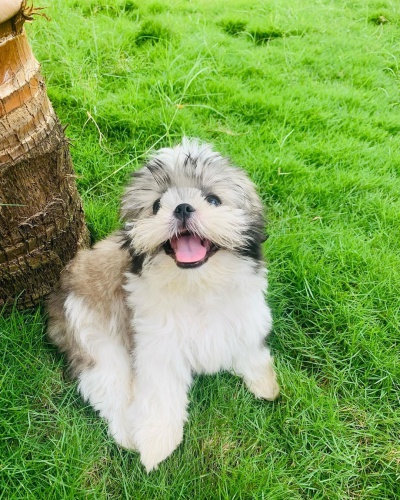 Prodám štěňata SHIH TZU