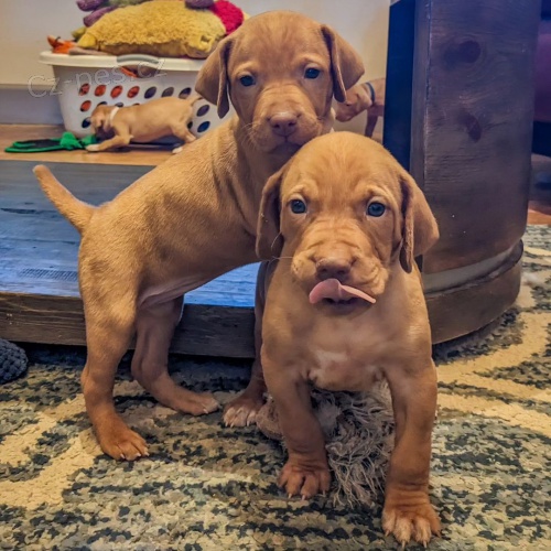 Prodám očkovaná štěňata vizsla