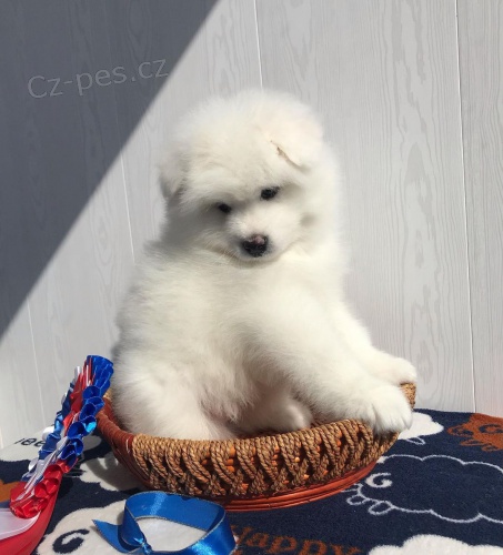 štěňata samojeda na prodej