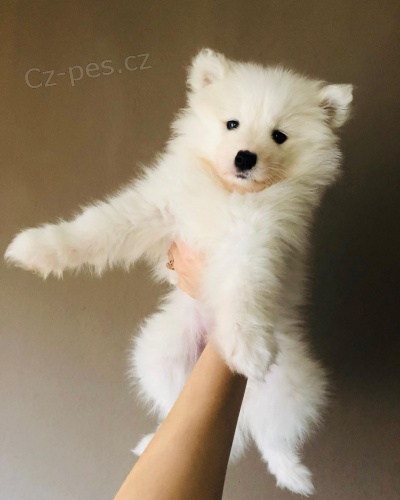 štěňata samojeda na prodej