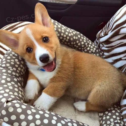 Prodm tata Pembroke Welsh Corgi.