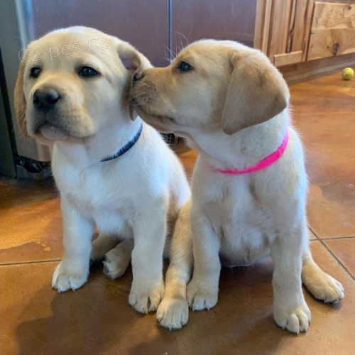 Prodám štěňata labradorského retrívra.