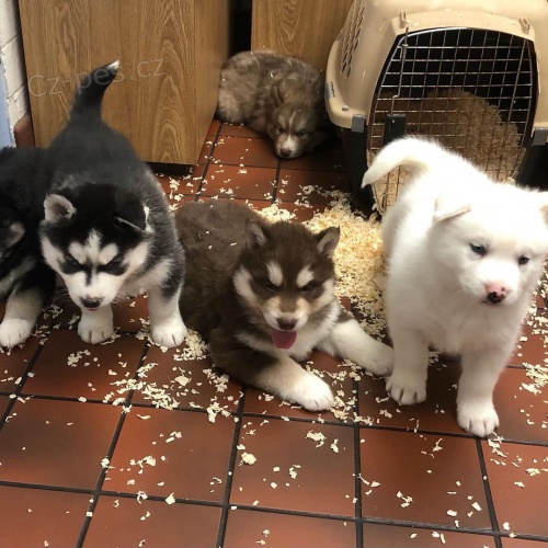 Prodám štěňata Pomskies (kříženec sibiřský husky a pomeranian)