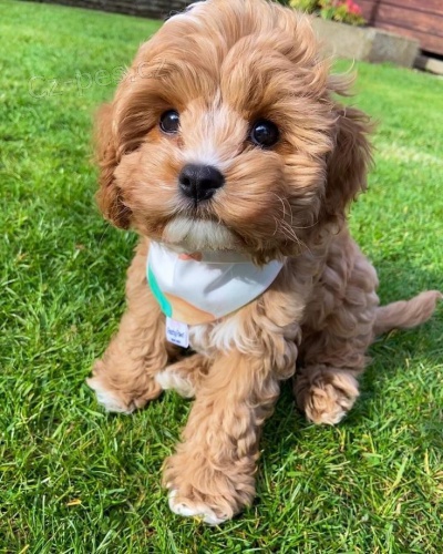Prodám očkovaná a odčervená štěňata Cavapoo mini.
