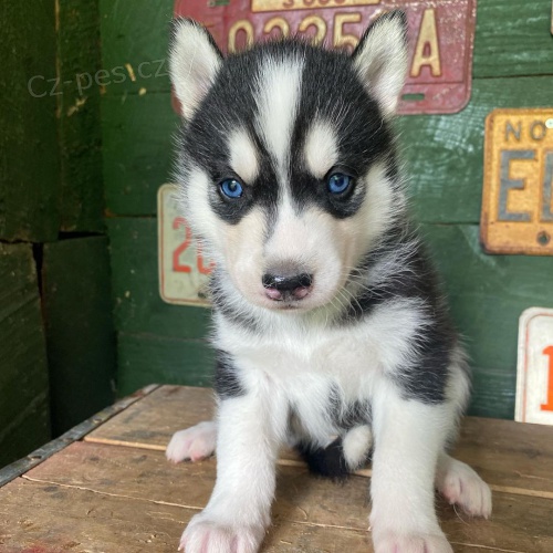 Prodm tata sibiskho huskyho.