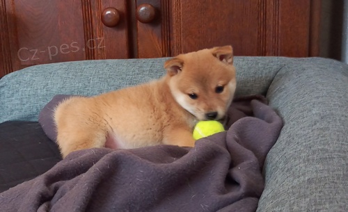 Shiba inu