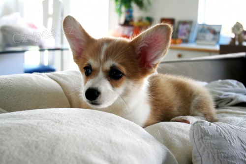 Prodm tata welsh pembroke corgi