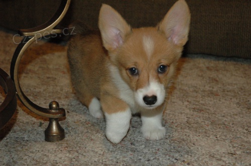 Prodm tata welsh pembroke corgi