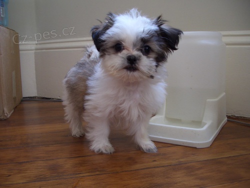 Prodm tata Shih Tzu