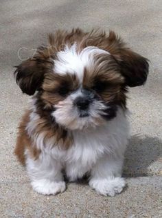 Prodm tata Shih Tzu