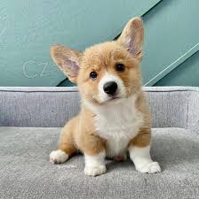 Corgi tata K Adopci