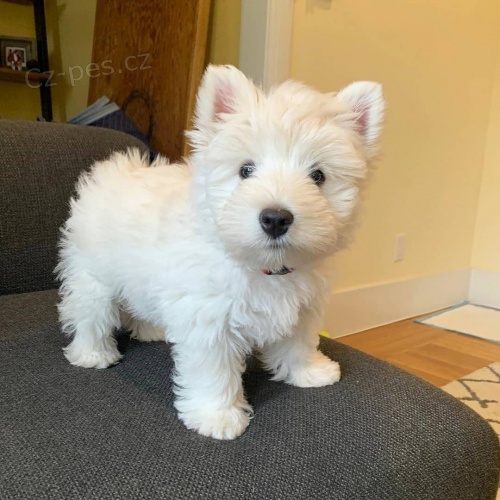 West Highland White Terriers