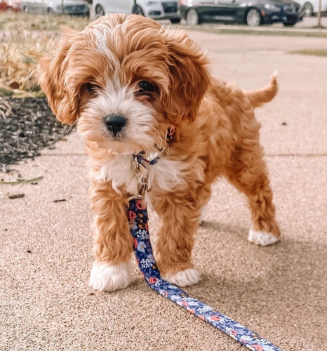 mini tata Cavapoo