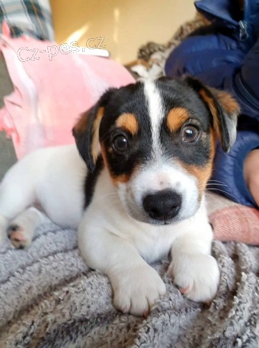 Prodám roztomilá štěňata austazískejte k prodeji úžasná a zdravá štěňata jack russell teriéra.ralského ovčáka