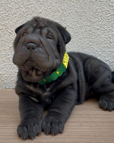 Shar-pei okovan tata