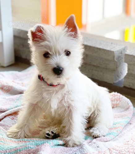 West Highland White Terriers