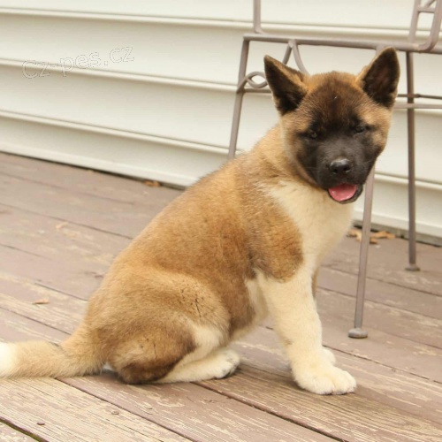 Prodám zdravá štěňata akita inu