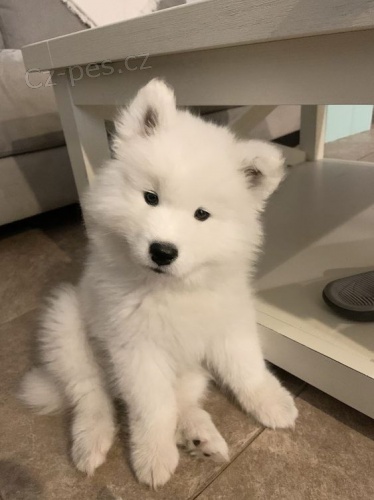 Zdravá štěňata samojeda k adopci