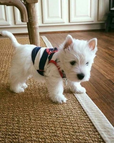 Štěňata West Highland White teriérů k adopci.