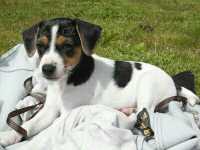 štěňata jack russell teriéra.