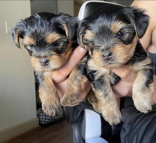 Štěňata mini jorkšírského teriéra k adopci