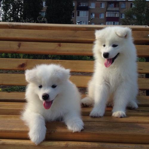 Zdravá štěňata samojeda k adopci