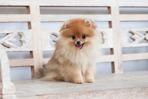 Hygienicky vykolen miniaturn tata pomeranian na prodej.