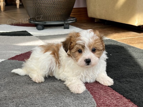Predám rozkošné a zdravé šteniatka havanese.