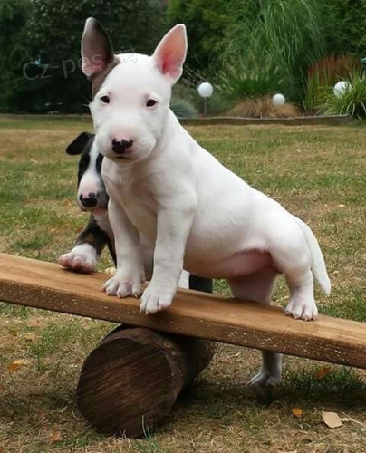 Prodám štěňata MINI BULLTERIÉRA