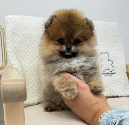 Prodám štěňata pomeraniana.